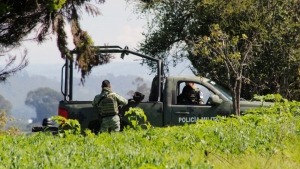 Fueron encontrados en 6 municipios.