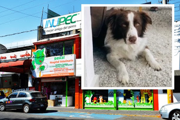 Clinica Veterinaria Puebla Negligencia Mateo