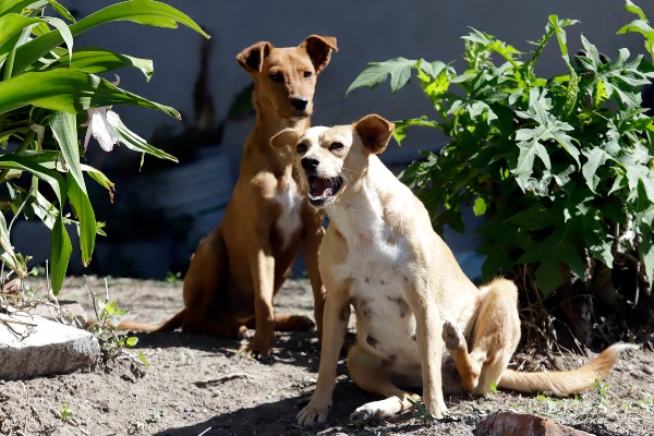 Perros Ayuntamiento de Puebla Secretaria de Medio Ambiente