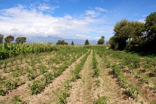 Programa de Apoyo e Impulso al Sector Agrícola 2023