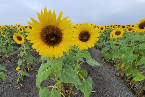 girasoles