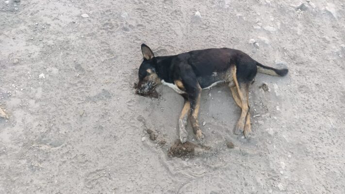 Crueldad Animal | Asesinan a una decena de perritos callejeros en Tepeteopan, Tehuacán 