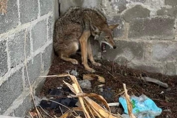 Coyote deja la reserva de la Biósfera Cuicatlán-Tehuacán para deambular en Tecamachalco