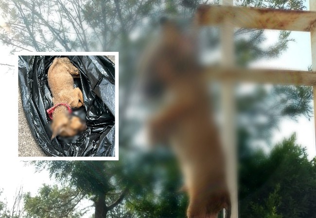 Ofrecen recompensa para ubicar a responsable de matar a cachorro en Huejotzingo