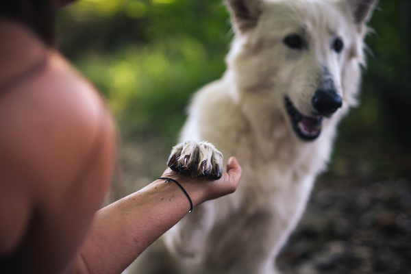 perros