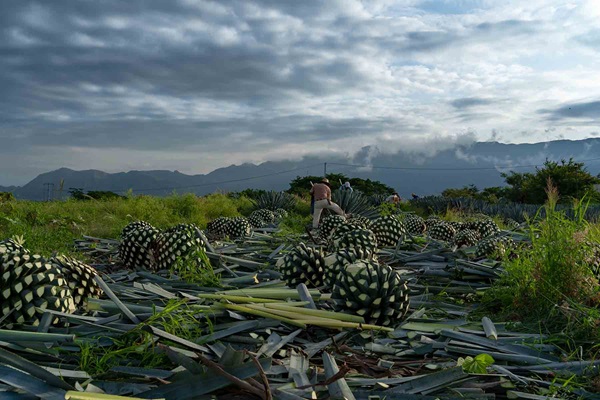 Cinco razones para estudiar una Maestría en Procesos del Tequila