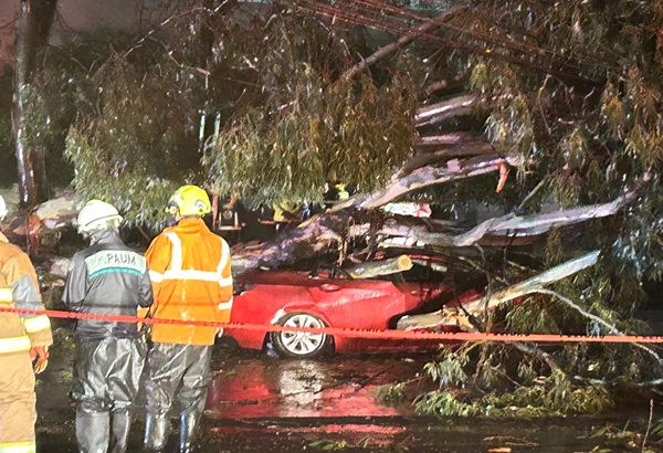 Conductor muere aplastado por un árbol de 20 metros en bulevar norte, en la ciudad de Puebla