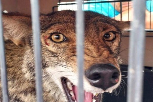 Coyote rescatado en Tecamachalco no podrá ser reintegrado a su hábitat