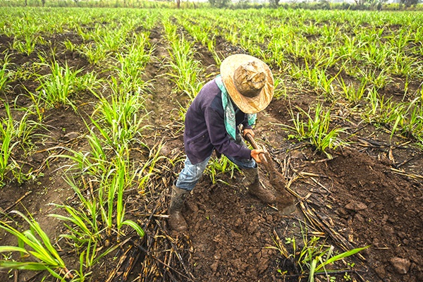 Jóvenes no ven futuro en el campo veracruzano ni en la educación superior; buscan migrar a E.U.