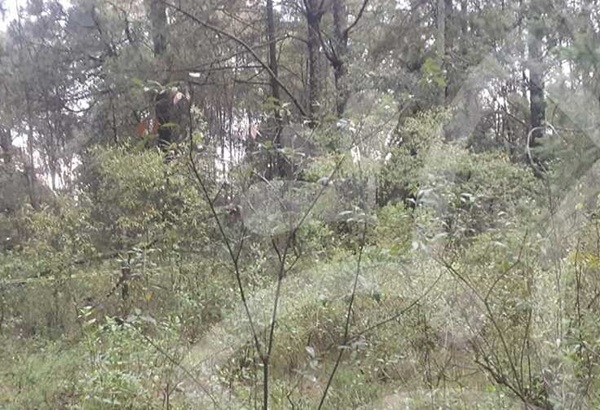 Localizan osamenta en zona boscosa de Mazatecochco; podrían ser de Blanca Estela, desaparecida el 7 de junio