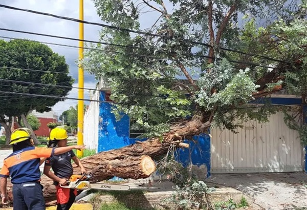 Reporta Protección Civil caída de árboles y deslizamientos de tierra