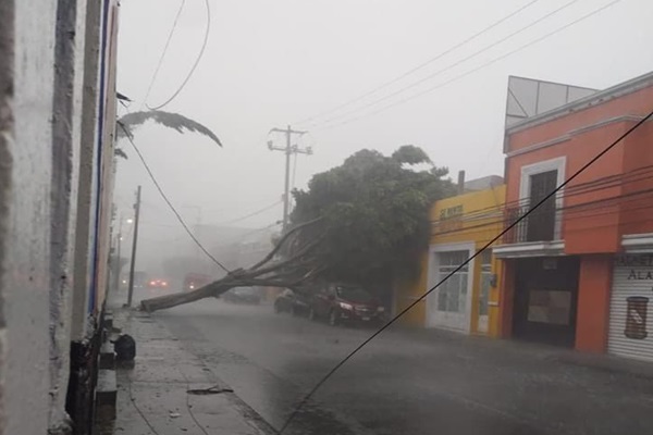 Tromba vespertina derriba árboles en el Centro Histórico y Belisario Domínguez e inunda Plaza San Pedro