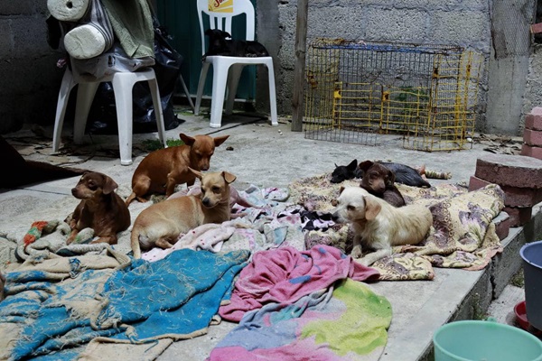 Bienestar Animal rescata a 19 perros maltratado en casa de Xaloztoc, Tlaxcala