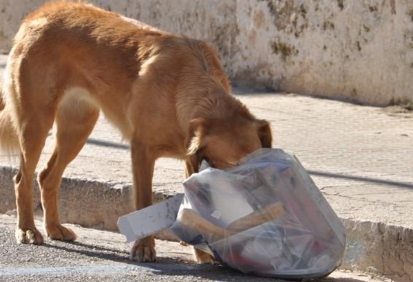 Denuncian envenenamientos de perros en Tecamachalco