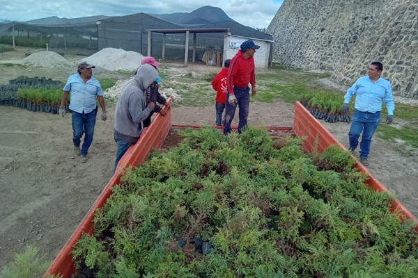 Granjas Carroll dona árboles en Perote, Tlachichuca y Tepeyahualco