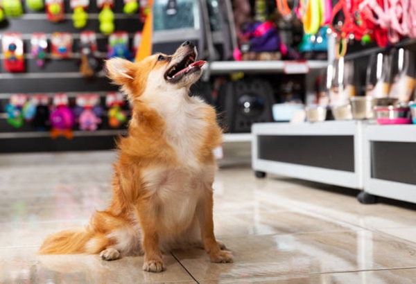 La venta en línea de productos especializados para mascotas se dispara es la nueva tendencia para los emprendedores mexicanos