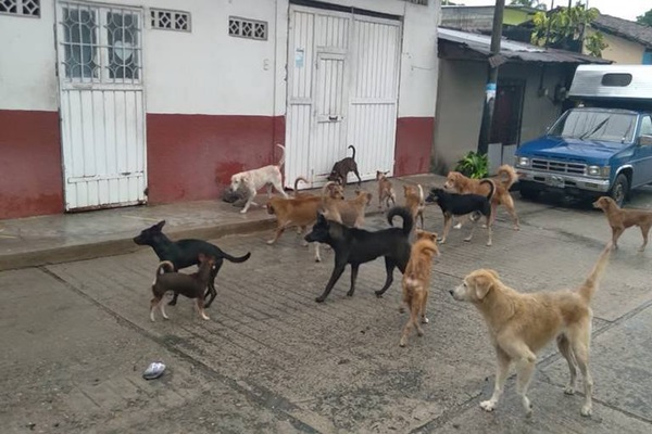 Medio Ambiente presenta denuncia ante FGE por envenenamiento de perros y gatos en fraccionamiento Lomas del Sol