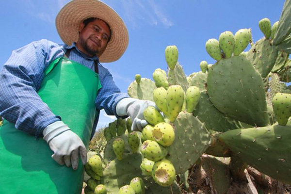 importación tunas