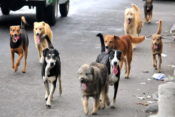 Autoridades de Tlaxcala investigan envenenamiento de perros en Calpulalpan