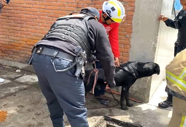 Bomberos rescatan a perrito que cayó en alcantarilla en Tehuacán