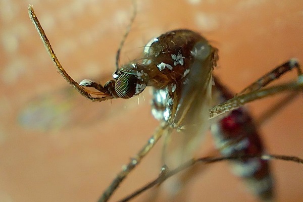 Cinco municipios de Puebla concentran el 57.3% de casos de dengue en el estado: Salud