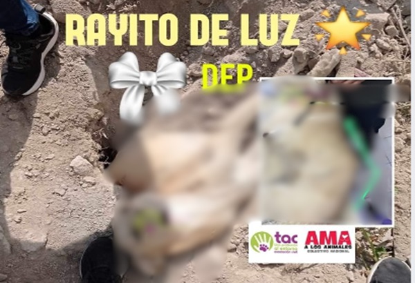 Fallece "Rayito de Luz", el perro enterrado vivo en Coapan, Tehuacán