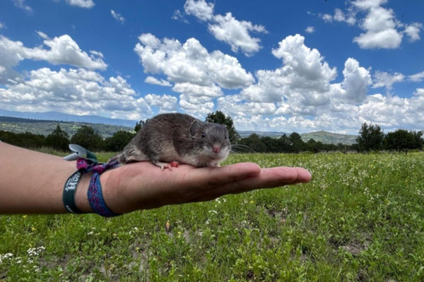 ratón