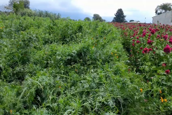 Flor de cempasúchil podría aumentar de precio esta temporada; lluvias han destruido los campos en Tehuacán