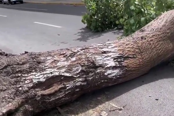 Ráfagas de viento derrumban árboles y rompen ventanas en Puebla