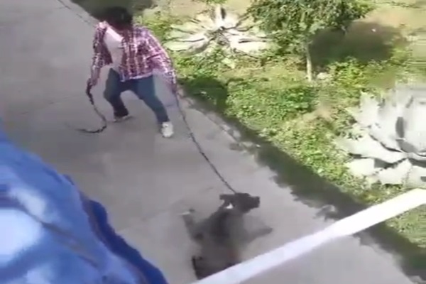 Sigue el maltrato animal en Tehuacán: hombre golpea a pitbull por no querer caminar