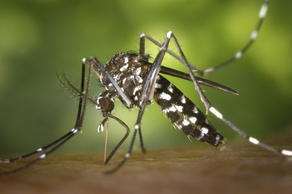 dengue-puebla