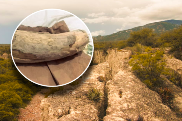 Fósil de mastodonte queda al descubierto por deslave de barranca en Zapotitlán Salinas, Puebla