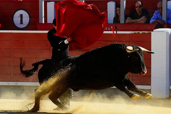 Activistas advierten acciones penales contra edil de Teziutlán si permite corrida de toros