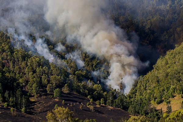 Puebla, entre las siete entidades con el mayor número de incendios forestales; Tlaxcala sale de la lista: Conafor