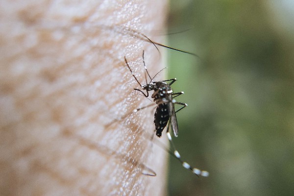 De enero a la fecha, 80 municipios de Puebla registraron dengue; hubo 22 contagios en las últimas 24 horas