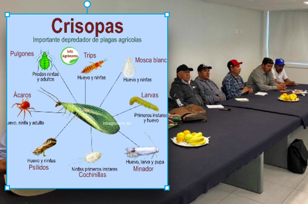 Lanza Granjas Carroll iniciativa de control biológico con crisopas para reducir consumo de pesticidas