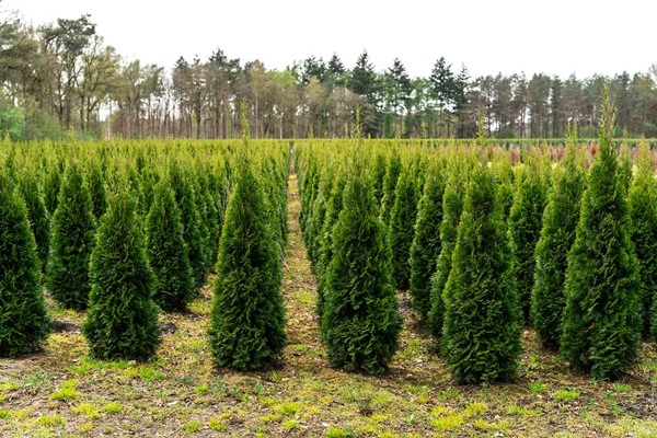 Árboles de Navidad, una tradición con beneficios ambientales