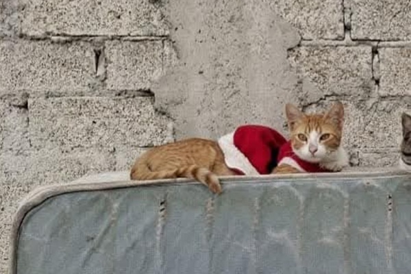 Maltrato animal en Tehuacán: Kasi, un gatito, fue víctima de abuso sexual