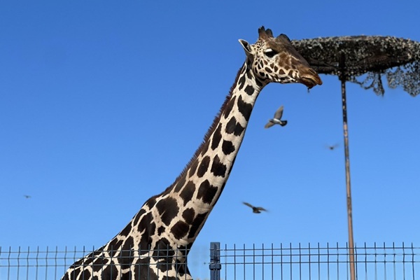 Petición para que Africam Safari y Gobierno de Puebla rescataran a jirafa Benito, la que recaudó más firmas en 2024