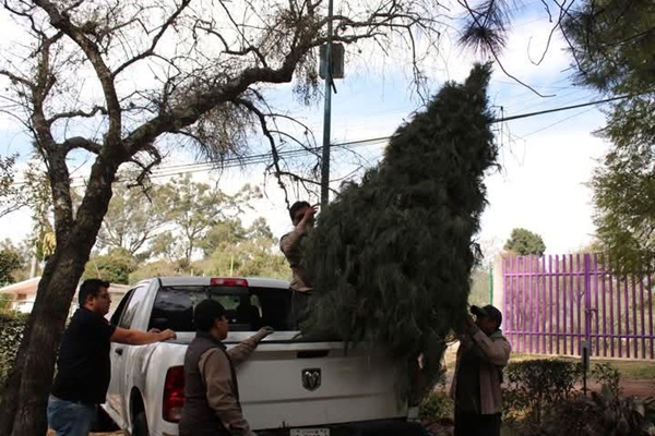 Producción y reciclaje de árboles de navidad protege el medio ambiente y reduce la tala clandestina SMA