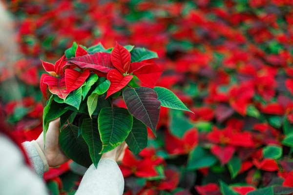 La Flor de nochebuena, más que un símbolo es una tradición