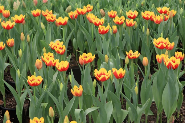 En Atlixco, Puebla, se producirán 150 mil macetas macetas de Tulipán Holandés