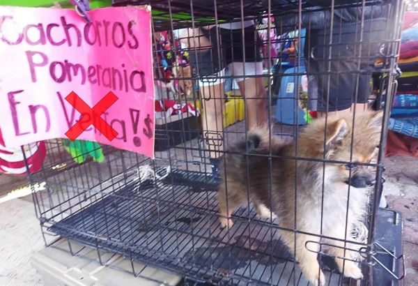 Habrá multa de hasta $ 86,856 por compraventa de animales de compañía en la vía pública de Tlaxcala