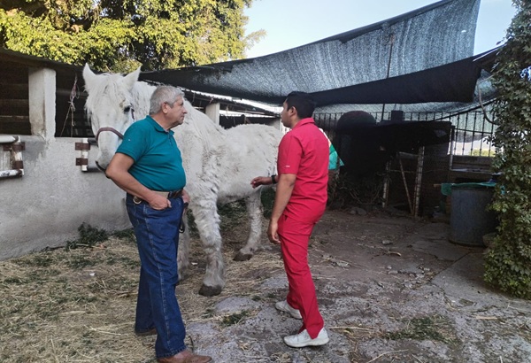 IBA Puebla presenta denuncias por cachorros quemados en Cholula y yegua que se desplomó en Atlixco