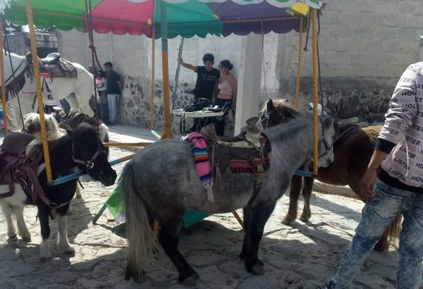 Instituto de Bienestar Animal en Puebla rescata a ponis maltratados en Feria de Cuautinchan