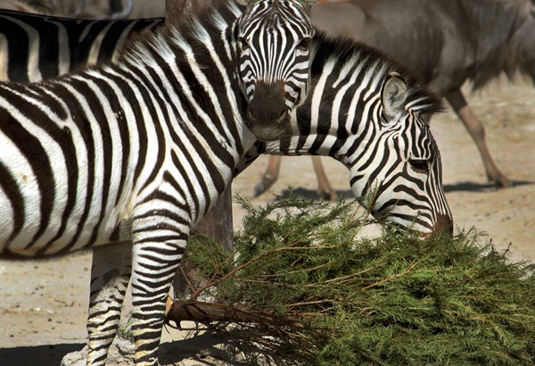 Recicla tú árbol de navidad y gana entradas para Africam Safari o Arboterra